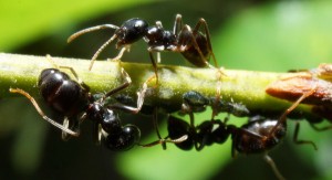 Тля, муравьи