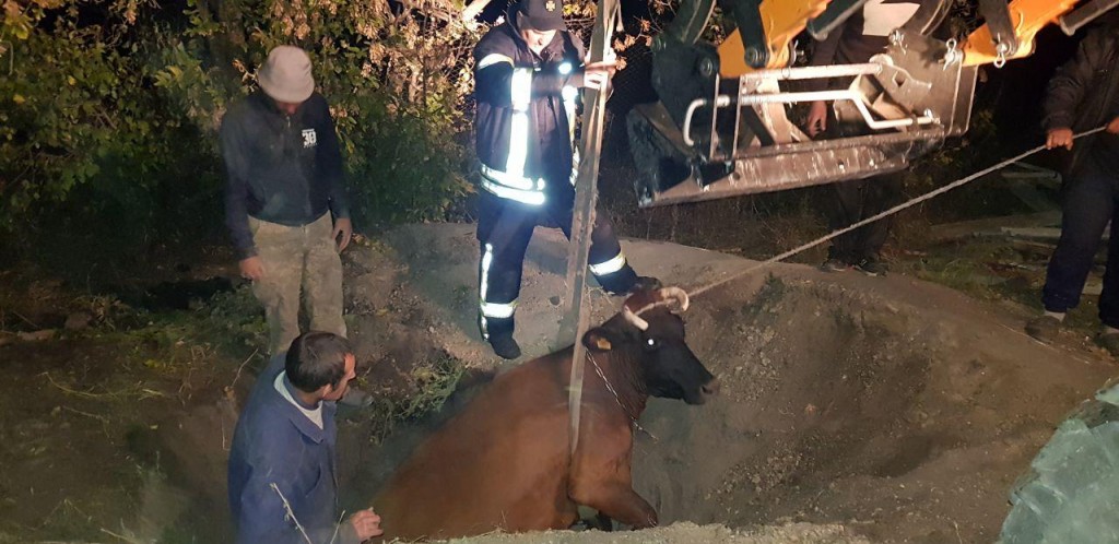 Запорізькі рятувальники діставали корову із двохметрової ями