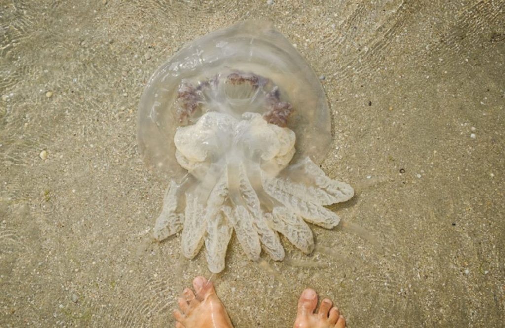 медузы в море