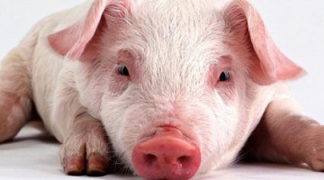 На Запоріжжі через африканську чуму знищили 4 тисячі свиней