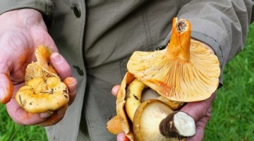 На Запоріжжі чоловік потрапив до реанімації через отруєння грибами