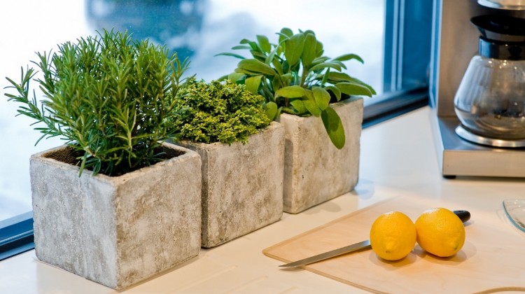 6 причин вирощувати овочі та зелень на підвіконні