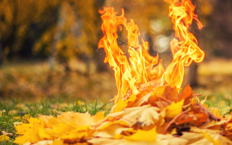 Burn_leaves