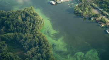 Синьо-зелені водорості здатні зіпсувати питну воду в Запоріжжі