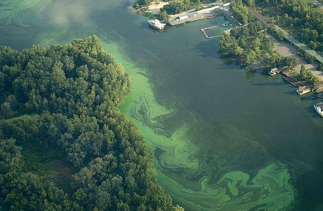 Синьо-зелені водорості здатні зіпсувати питну воду в Запоріжжі