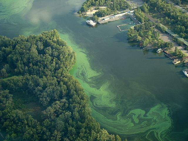 Синьо-зелені водорості здатні зіпсувати питну воду в Запоріжжі