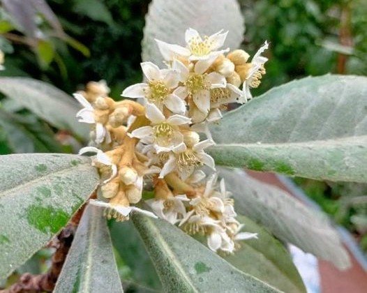 У Запоріжжі розквітла рослина з медовим ароматом